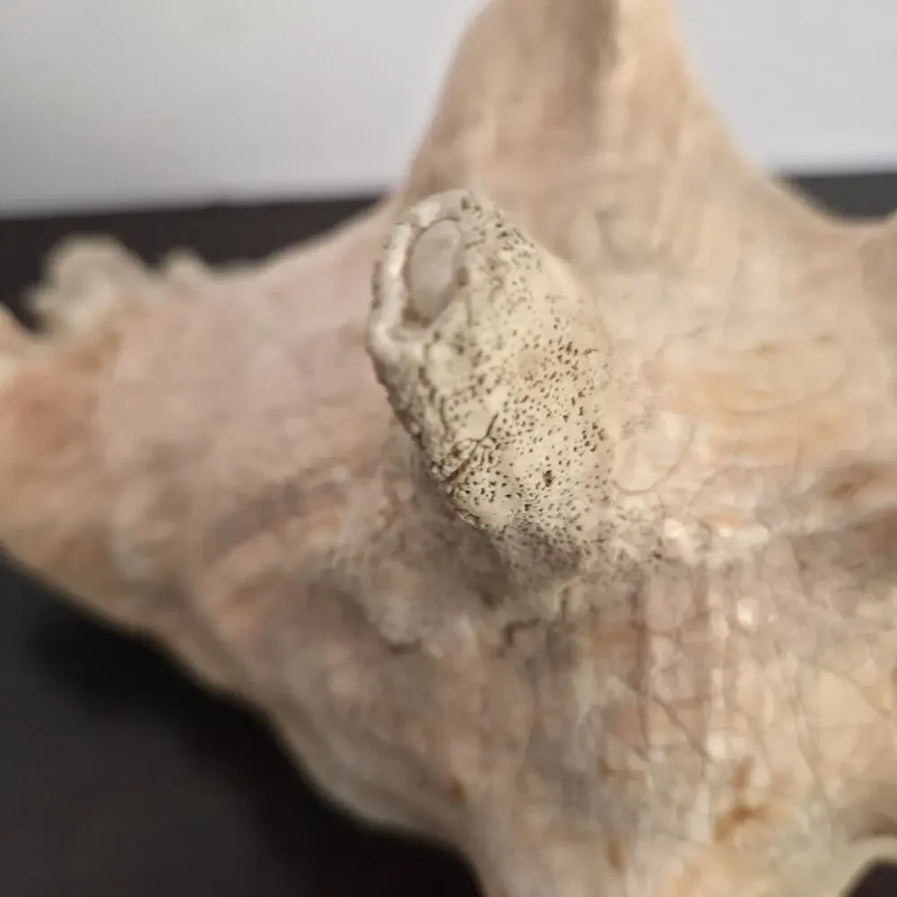 Natural 9.5” L Conch Shell - Picture 5 of 10